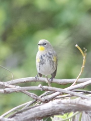 Setophaga coronata