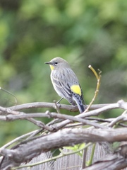 Setophaga coronata