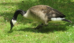 Branta canadensis maxima