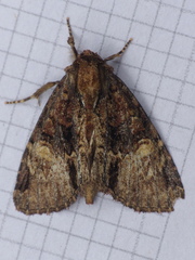 Phosphila turbulenta