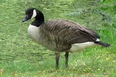Branta canadensis maxima