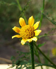 Tithonia thurberi