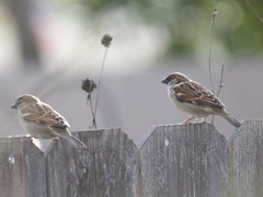 Passer domesticus