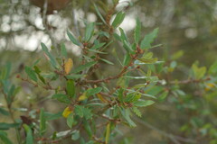 Quercus berberidifolia