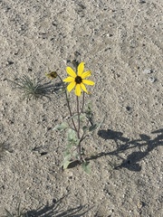 Helianthus petiolaris canescens