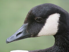 Branta canadensis maxima