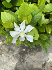 Gardenia jasminoides