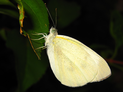 Pierinae