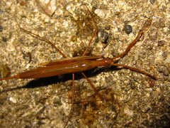 Ranatra unicolor