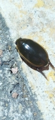 Cybistrinae