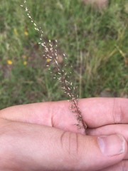 Blepharoneuron tricholepis