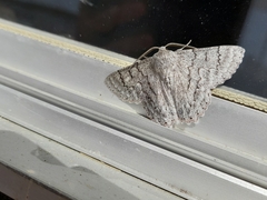 Crypsiphona tasmanica