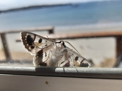 Crypsiphona tasmanica