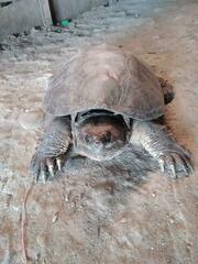 Chelydra acutirostris