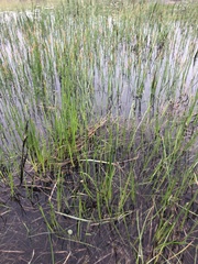 Eleocharis macrostachya