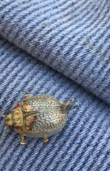 Paropsisterna m-fuscum