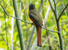 Collared Trogon photo 5
