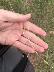 Blepharoneuron tricholepis