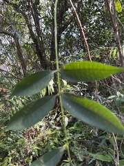 Anacardiaceae