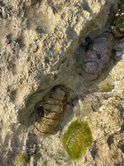 Acanthopleura granulata