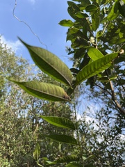 Anacardiaceae