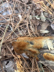 Steccherinum ochraceum