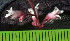 Heuchera brevistaminea