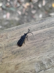 Pseudolycus haemorrhoidalis