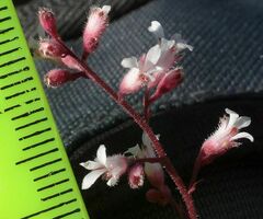 Heuchera brevistaminea
