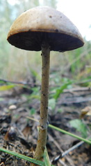 Protostropharia