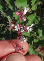 Heuchera brevistaminea