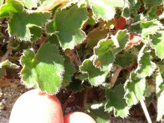 Heuchera brevistaminea
