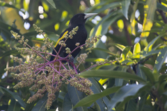 Cassiculus melanicterus