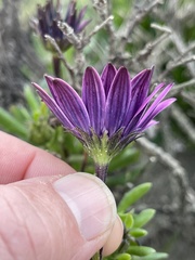 Dimorphotheca ecklonis