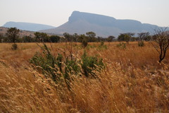 Protea gaguedi