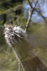 Pilosocereus