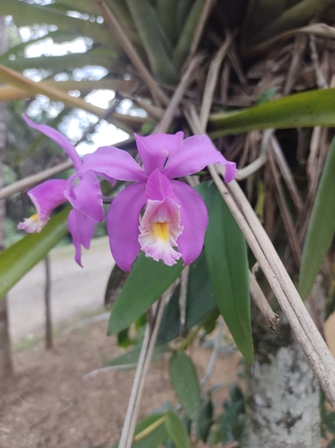 Foto de Catleia