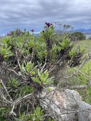 Dimorphotheca ecklonis