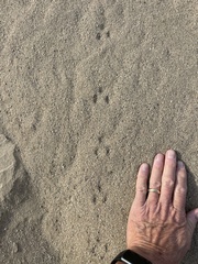 Perognathinae