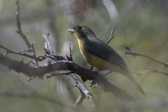 Passerina leclancherii
