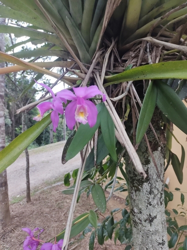 Foto de Catleia