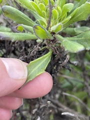 Dimorphotheca ecklonis