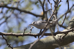 Polioptila albiloris