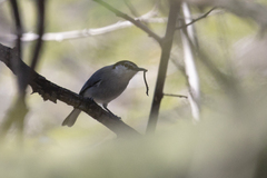 Polioptila albiloris