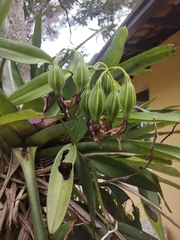 Cattleya harrisoniana