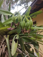 Cattleya harrisoniana