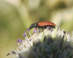 Arthrobrachus nigromaculatus