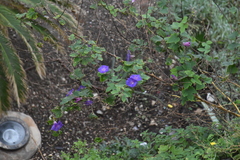 Ipomoea indica