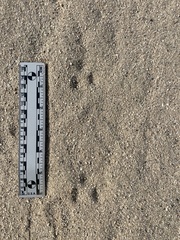 Perognathinae