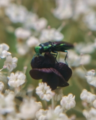 Bilyaxia concinna